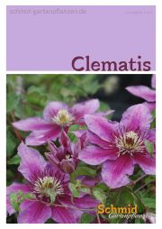 Katalog 'Clematis'